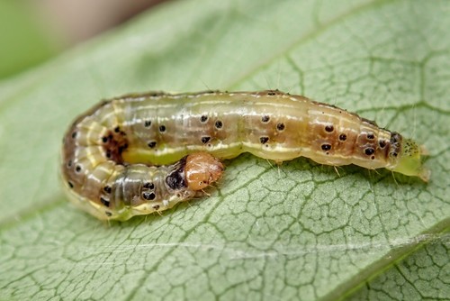 Cabbage Cluster Caterpillar