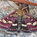 Pyrausta ostrinalis - Photo (c) Benjamin Fabian, todos los derechos reservados, subido por Benjamin Fabian