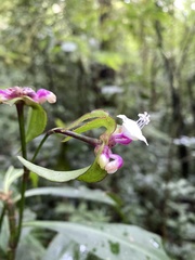 Tradescantia zanonia image