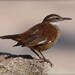 White-winged Cinclodes - Photo (c) RAP, all rights reserved, uploaded by RAP