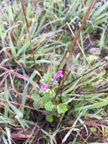 iNaturalist observation photo of henbit deadnettle