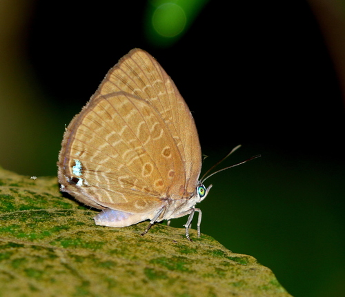 Arhopala epimuta (Moore, 1857)