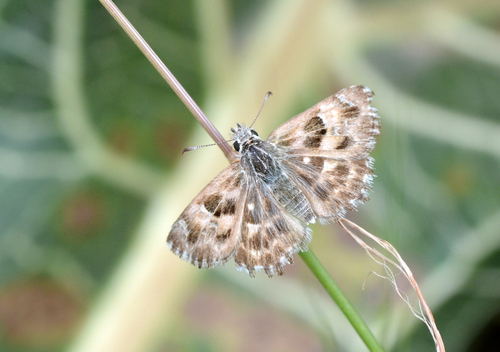 Mallow Skipper