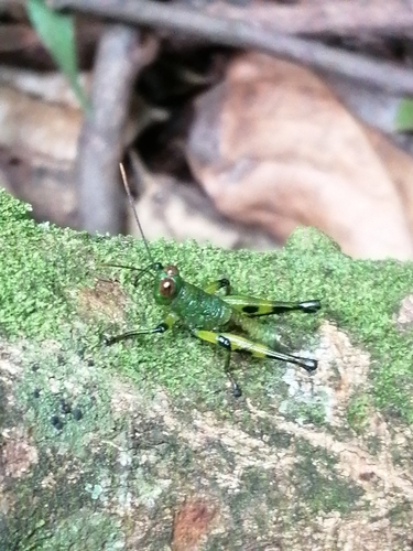 Auloserpusia synpicta