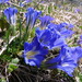 Gentiana grandiflora - Photo (c) Татьяна Маврина, όλα τα δικαιώματα διατηρούνται, uploaded by Татьяна Маврина
