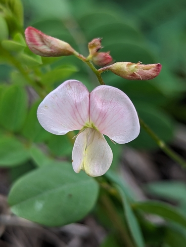 Coursetia pumila