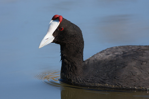 Fulica cristata