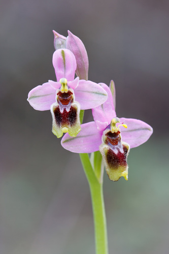 Ophrys tenthredinifera