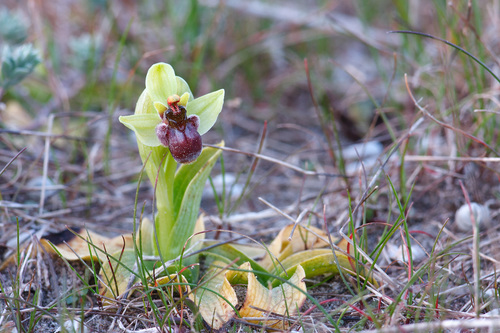 Ophrys bombyliflora