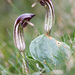 Arisarum vulgare - Photo (c) Fero Bednar, todos los derechos reservados, subido por Fero Bednar