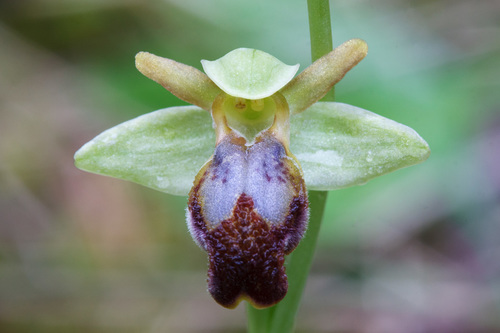 Sombre Bee-orchid