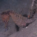 Observation photo