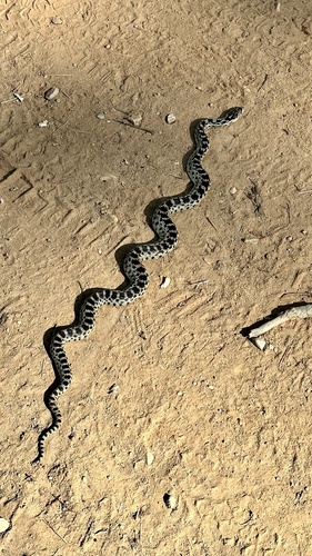 iNaturalist observation photo of Pacific Gopher Snake