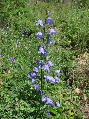 Adenophora gmelinii · iNaturalist