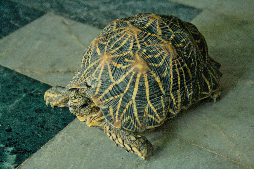 Tortoise Shell - Indian Star Tortoise (Geochelone elegans), Indian or Sri  Lankan, circa 1880