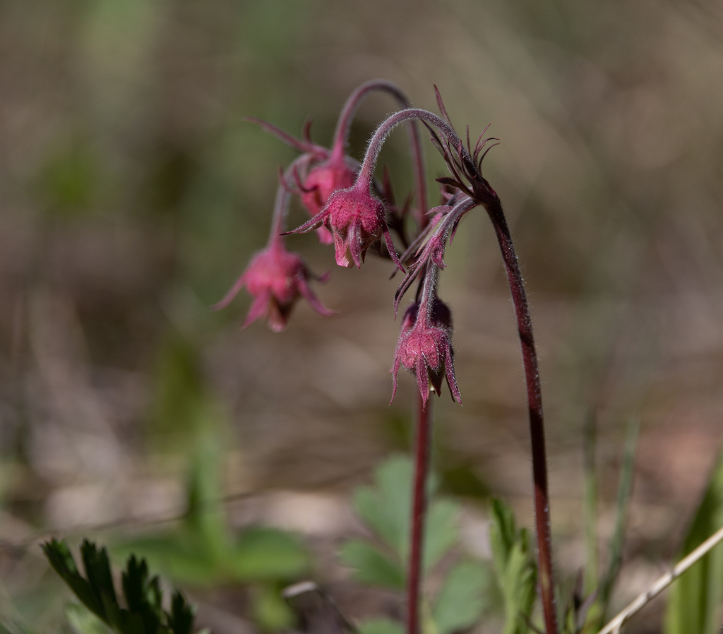 prairie smoke from Chaumont Barrens Nature Preserve on May 6, 2023 at