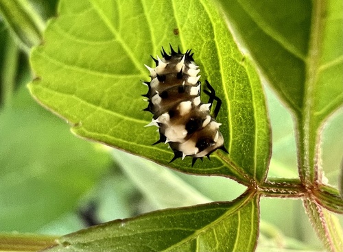 Six-spotted Zigzag Ladybird