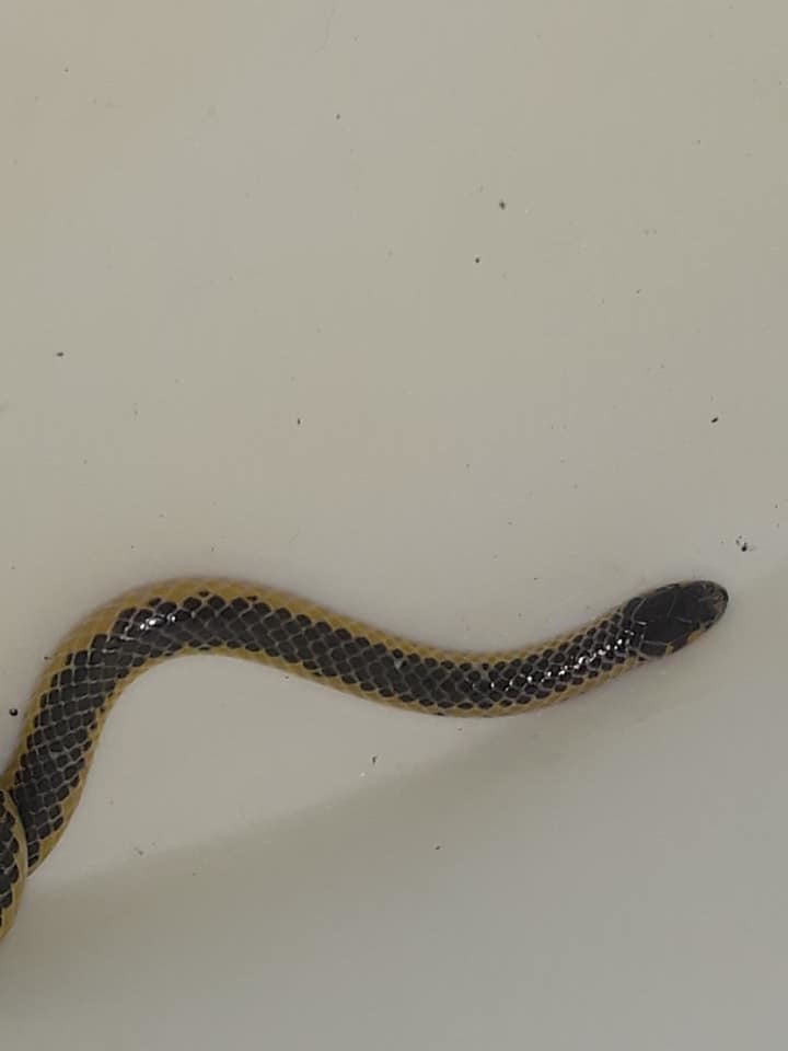 Kalahari Purple-glossed Snake from Royal Tree Lodge, Tsanakona, Maun on ...