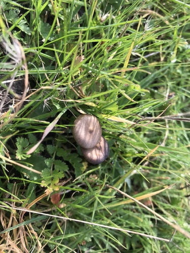 iNaturalist observation photo of Fungi Including Lichens