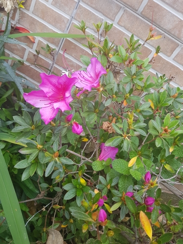 Rhododendron indicum image