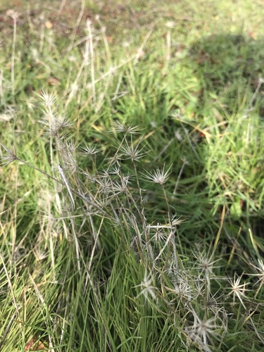 iNaturalist observation photo of salt barley