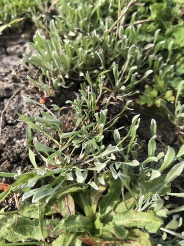 iNaturalist observation photo of Dicots