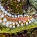 Bearded Fireworm - Photo (c) Arial Simpson, all rights reserved