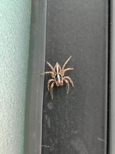 Pantropical Jumping Spider