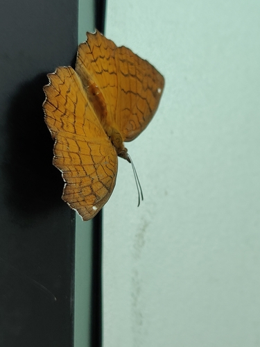 Angled Castor