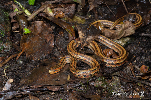Frog-eating Rat Snake