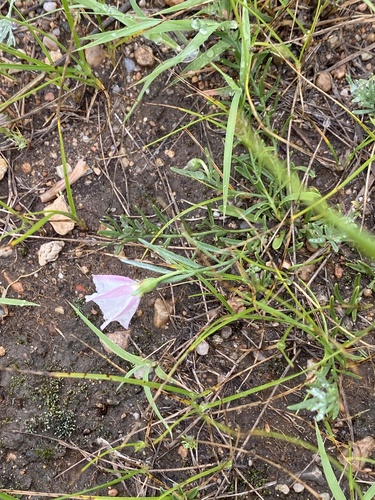 Convolvulus ammannii