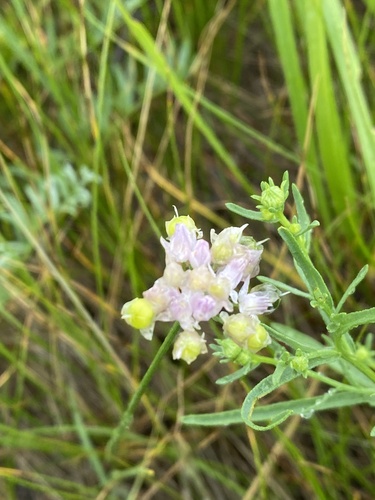 Allium bidentatum