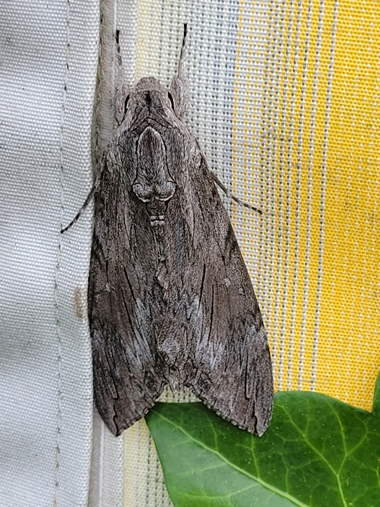 Convolvulus Hawkmoth From 9490 Vaduz Liechtenstein On August 3 2023