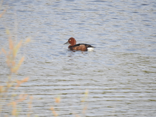 Avistamiento Porrón pardo (Reserva Natural Cantillana)