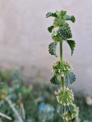 White Horehound