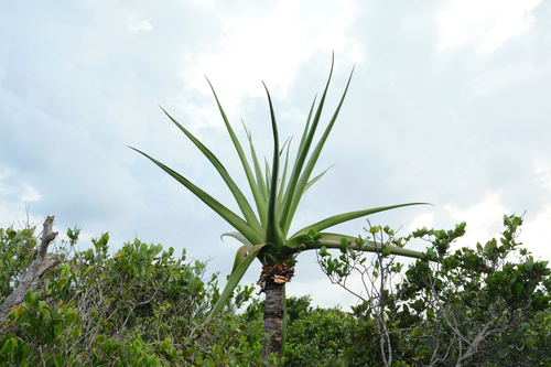 Aloe peyrierasii
