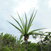 Aloe peyrierasii - Photo (c) David-Paul Klein, todos los derechos reservados, subido por David-Paul Klein