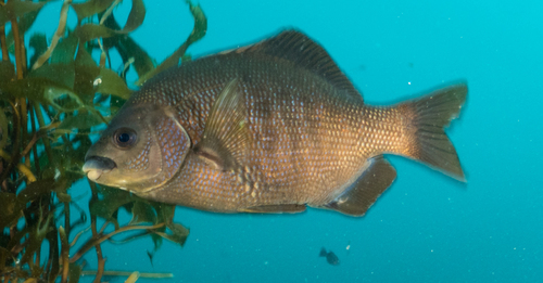 Black Surfperch