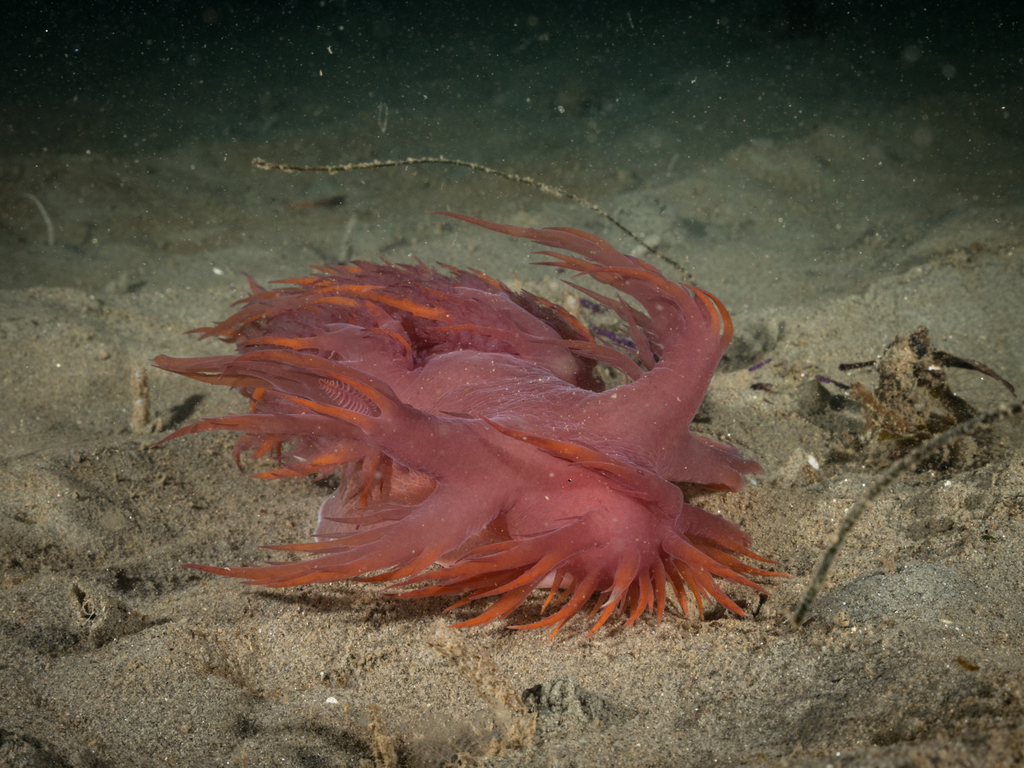 Giant Nudibranch from Monterey County, US-CA, US on January 20, 2019 at ...