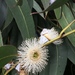 Eucalyptus globulus - Photo 由 Melissa Pineda T 所上傳的 (c) Melissa Pineda T，保留所有權利