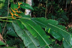 Heliconia latispatha image