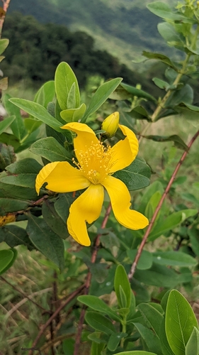 Hypericum roeperianum