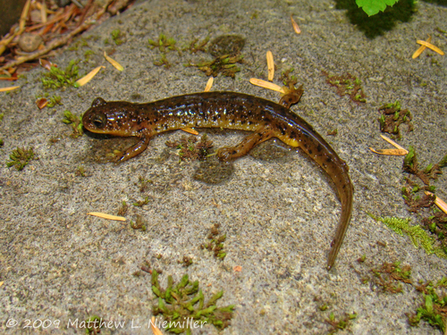 Cascade Torrent Salamander