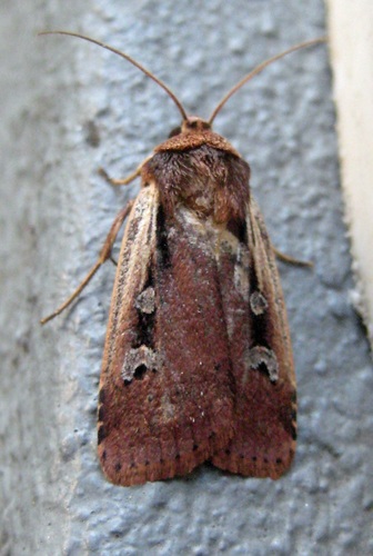 Flame-shouldered Dart