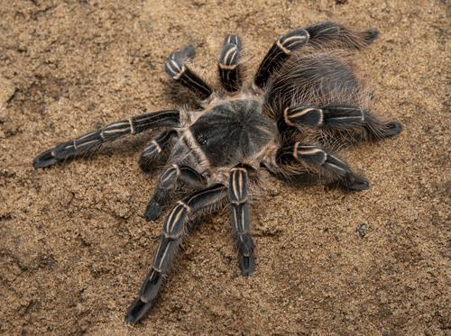 Pink Zebra Beauty Tarantula (Eupalaestrus campestratus) · iNaturalist