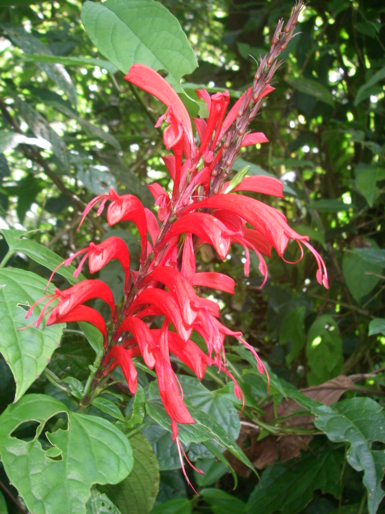 Stenostephanus leiorhachis from 700 m east from Altos de San Luis