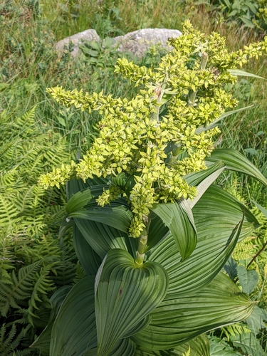 Veratrum viride iNaturalist observation