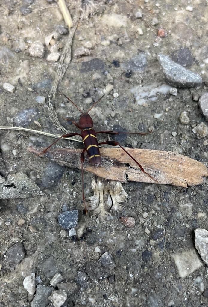 Red-headed Ash Borer from Buckthorn Cres, Guelph, ON, CA on August 3 ...