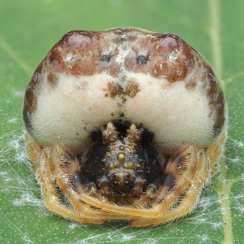 American Bolas Spiders (Genus Mastophora) · iNaturalist