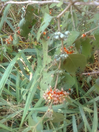 Fire-flame bush